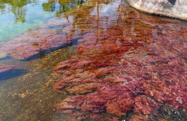 Cano Cristales in Kolumbien