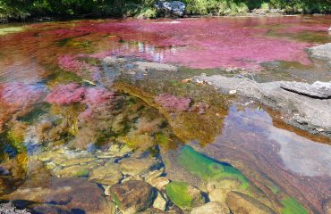 Fluss Cano Cristales