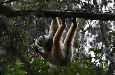 Madagaskar Lemur