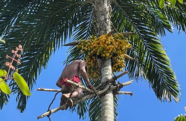 Yanomami Früchte ernten